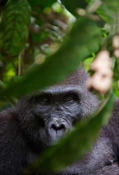 Portrait of a female of The western lowland gorilla (Gorilla gorilla gorilla) close up at a short distance. Democratic Republic of Congo. Africa