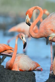 Portrait of the two Caribbean flamingo. A portrait of the Caribbean flamingo in bird colony. 
