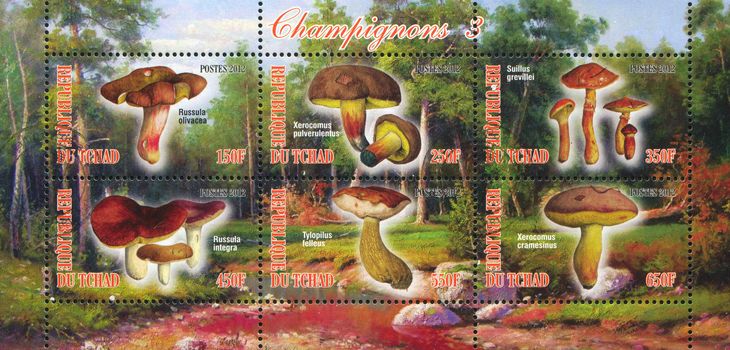 CHAD - CIRCA 2012: stamp printed by Chad, shows mushroom, circa 2012