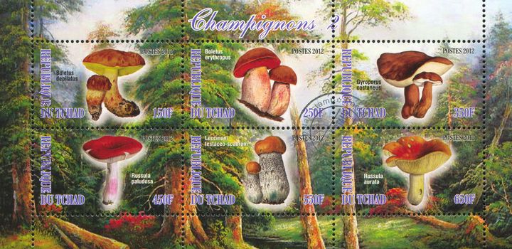 CHAD - CIRCA 2012: stamp printed by Chad, shows mushroom, circa 2012