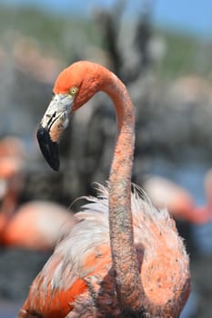 Portrait of the Caribbean flamingo. A portrait of the Caribbean flamingo on a nest. Close up