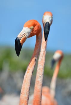 Portrait of the two Caribbean flamingo. A portrait of the Caribbean flamingo in bird colony. 