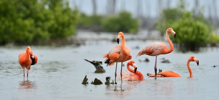 Caribbean flamingos ( Phoenicopterus ruber ) lap in water, bathe. Cuba