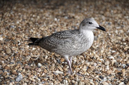 A sea gull standing on a pebble beach