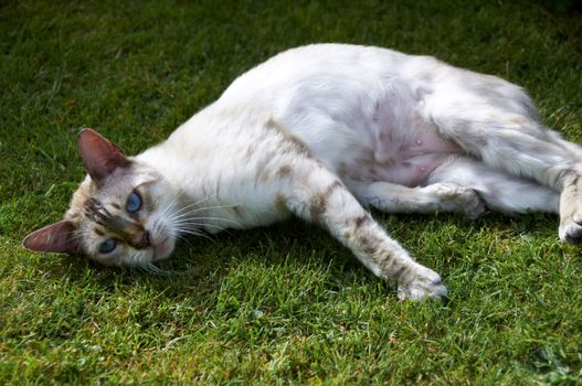 A Bengal Cat in the garden on a summers day