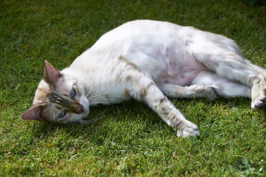 A Bengal Cat in the garden on a summers day