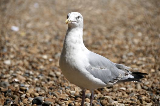 A sea gull standing on a pebble beach