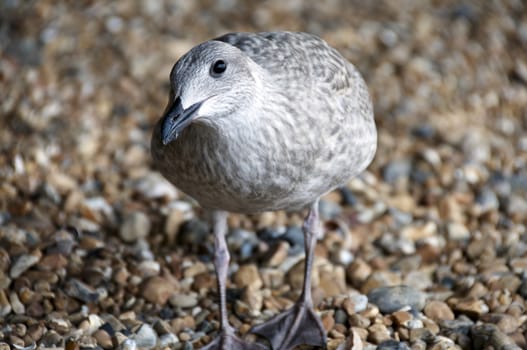 A sea gull standing on a pebble beach