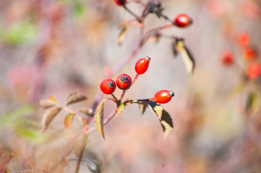 Wild berry in nature background