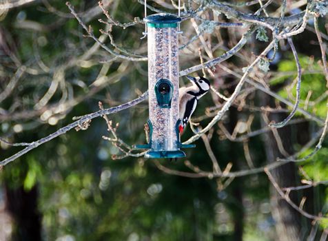 feeding woodpecker visiting the garden