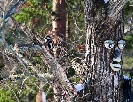 Woodpecker in the tree with an old man