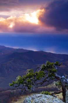 mountain pine in the background is Demerdji in the Crimea 