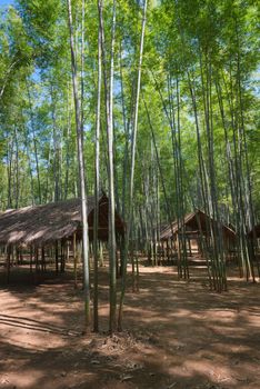 Green bamboo forest and wooden pavilions