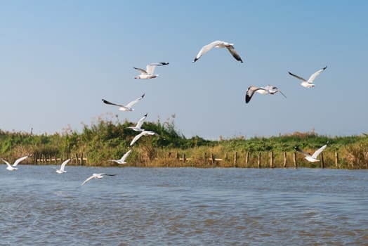 White seagulls fly above river and green riverside in the bright blue sky 