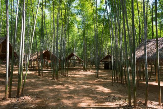 Green bamboo forest and wooden pavilions