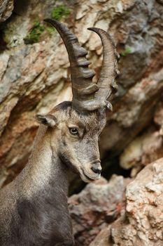 Alpine Ibex closeup in the mountains