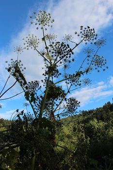 big and dangerous umbels of flowers of Heracleum