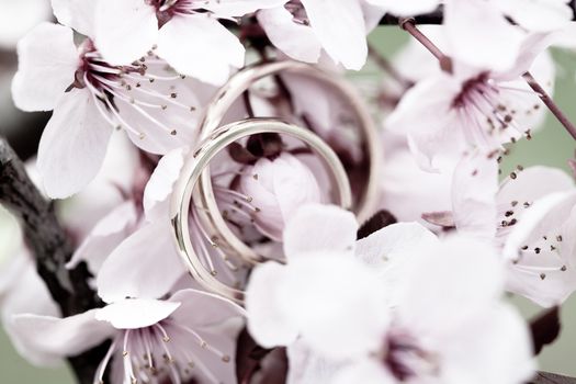 Wedding rings closeup with pink cherry flowers