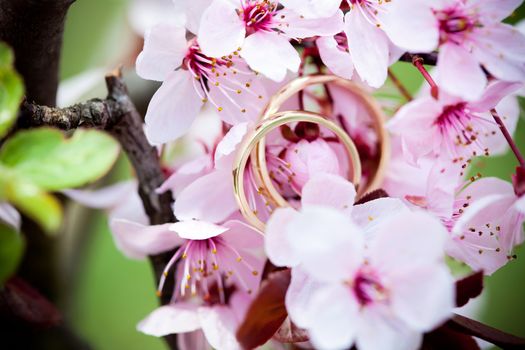 Wedding rings closeup with pink cherry flowers