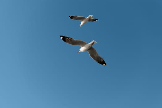 Two white seagulls fly in the bright blue sky 