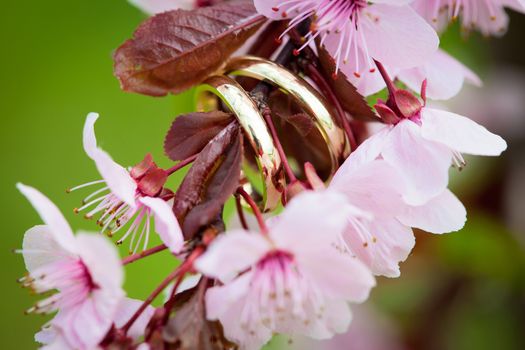Wedding rings closeup with pink cherry flowers