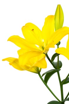 Beautiful yellow lily on a white background