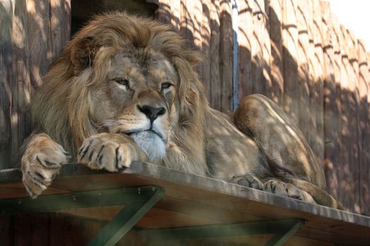 Lion in the zoo lying on the board and looking bored