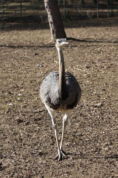 Emu walks in its area at the zoo