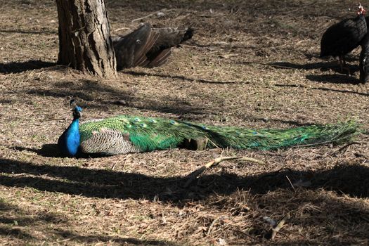 Peacock lying on the ground at the tree