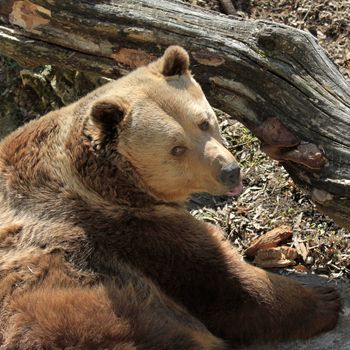 The brown bear lying at the falling of a tree trunk