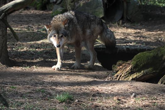 Wolf is walking in its area at the zoo