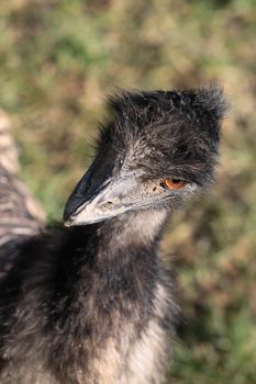 Closeup portrait of emu head on blur background