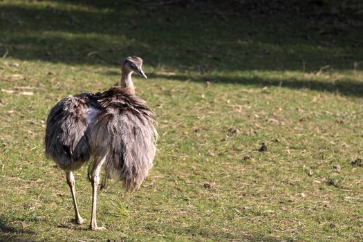 Emu walks in its area at the zoo