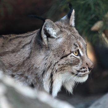 Closeup portrait of lynx lurking on prey