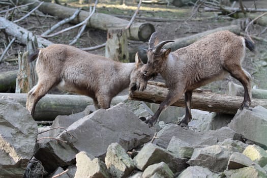 Two mountain goats vying with horns