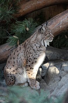 Closeup portrait of lynx lurking on prey