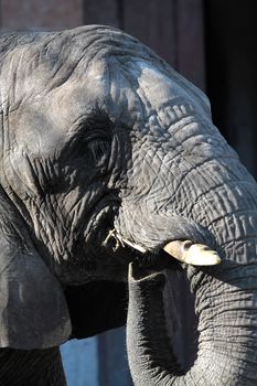 African elephant guzzles wood close-up portrait