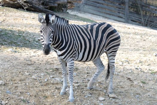 Zebra  is walking in its area at the zoo