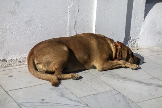 Stray dog sleeping in the street ,Santorini, Greece
