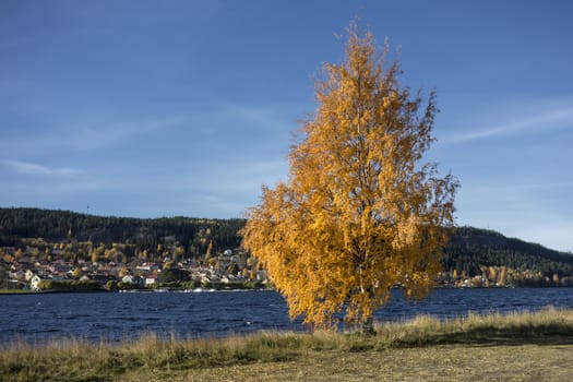 Autumn tree by the lake