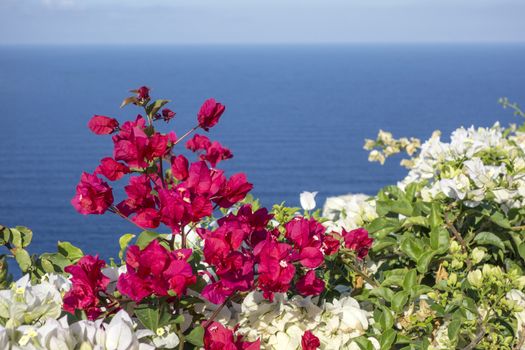 Beautiful flowers in Oia, Santorini, Greece