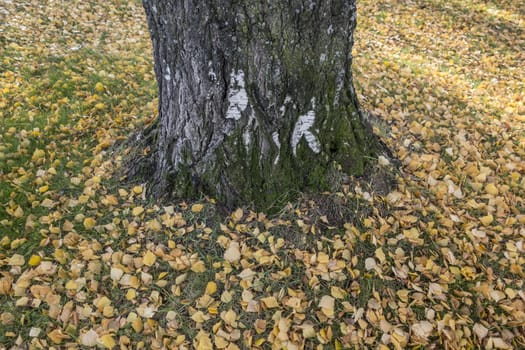 Autumn leaves and big tree