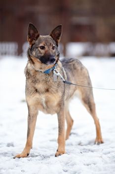 Doggie on walk. Dog on snow.  Not purebred dog. The large not purebred mongrel.