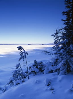 Beautiful landscape of winter forest