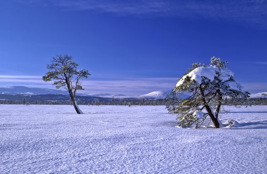 Winter trees and blue sky 