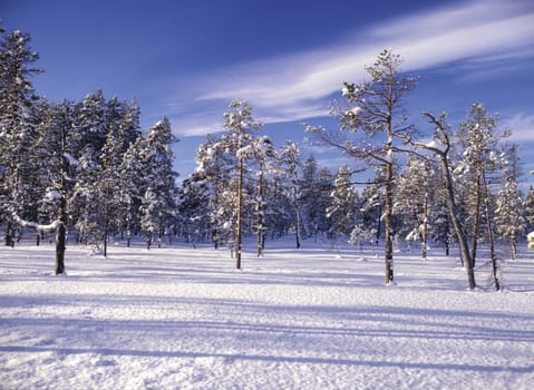 Beautiful landscape of winter forest 