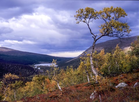 Autumn tree in the mountains