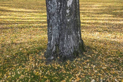 Autumn leaves and big tree