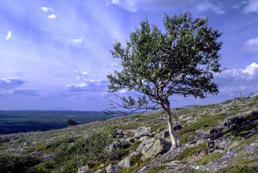 Lonely tree in the mountain