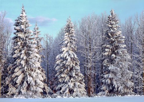 Beautiful landscape of winter forest